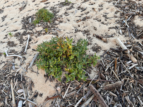 Tetragonia tetragonoides observed 2026-07-24