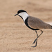 Spur-winged Lapwing - Photo (c) admss, some rights reserved (CC BY-NC), uploaded by admss
