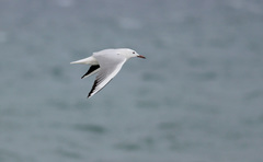 Chroicocephalus genei