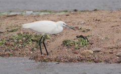 Egretta garzetta