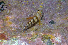 Notoclinops segmentatus