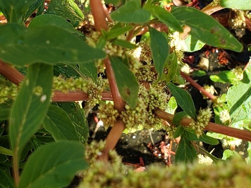 Amaranthus spinosus, photograph 2