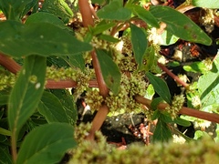 (c) lucas_rafaelle, some rights reserved (CC BY-SA) Amaranthus spinosus, photograph (c) lucas_rafaelle, some rights reserved (CC BY-SA)