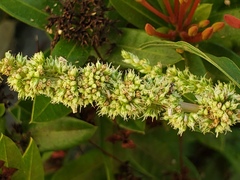 (c) lucas_rafaelle, some rights reserved (CC BY-SA) Amaranthus spinosus, photograph (c) lucas_rafaelle, some rights reserved (CC BY-SA)