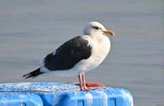Larus schistisagus