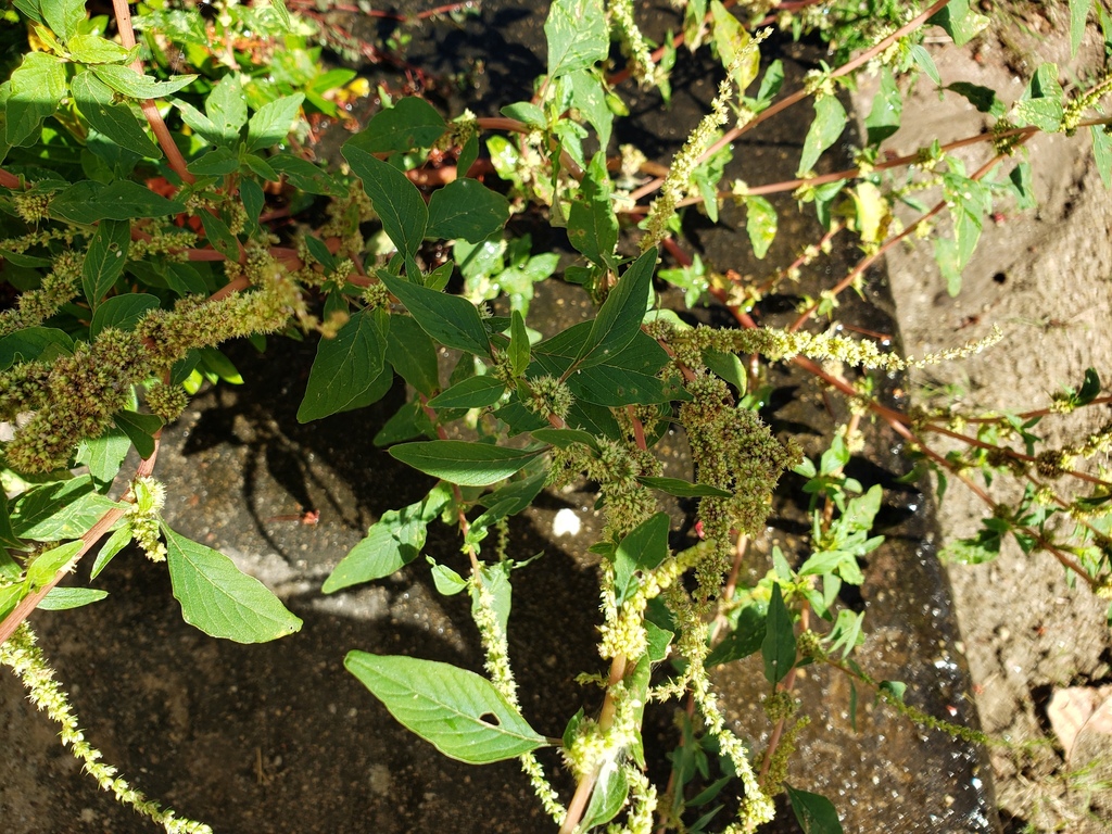 Amaranthus spinosus; photograph (c) lucas_rafaelle, some rights reserved (CC BY-SA)