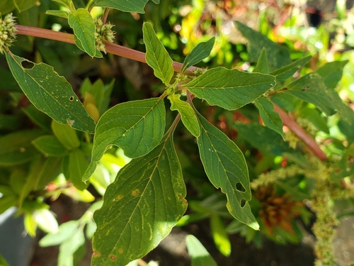 Amaranthus spinosus, photograph 4