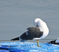 Larus crassirostris