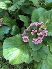 Bergenia crassifolia
