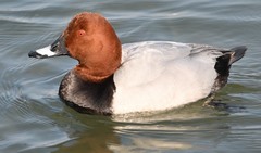 Aythya ferina