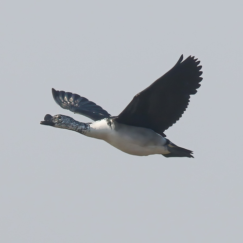 iNaturalist image