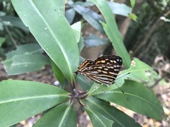Dodona formosana