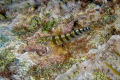 Notoclinops segmentatus