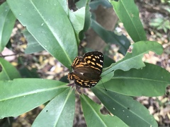 Dodona formosana