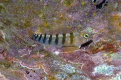 Notoclinops segmentatus