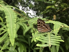 Dodona formosana
