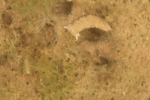 Plakobranchus ocellatus observed 2026-08-06