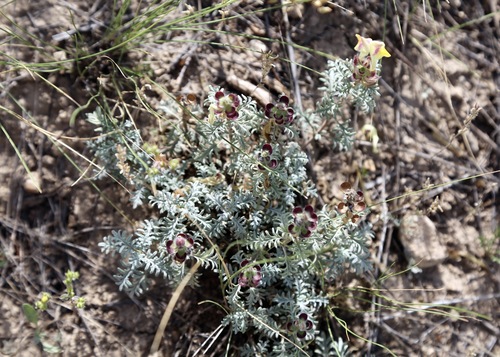 Scutellaria przewalskii, photograph 1