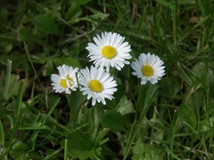 Bellis perennis