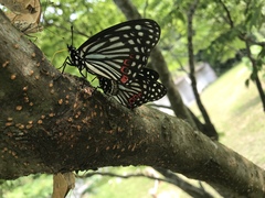 Hestina assimilis formosana