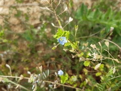 Veronica persica