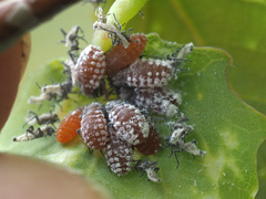 Pachypappa tremulae