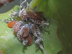 Pachypappa tremulae