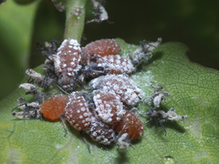 Pachypappa tremulae