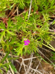 Geranium dissectum