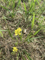 Lithospermum incisum