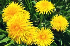 Taraxacum