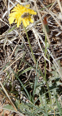 Malacothrix fendleri