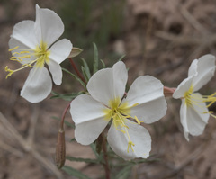Oenothera pallida
