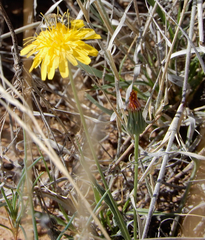 Malacothrix fendleri