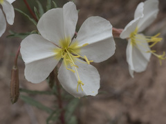 Oenothera pallida