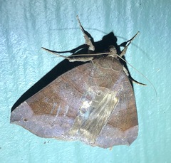 Bastilla hamatilis