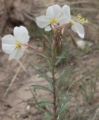 Oenothera pallida