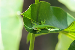 Anolis smaragdinus
