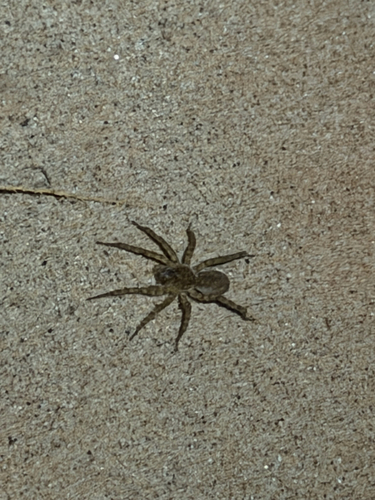 Shoreline Wolf Spider