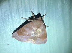 Bastilla hamatilis