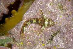Karalepis stewarti