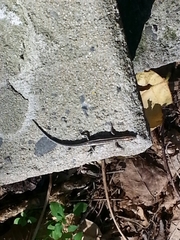 Cryptoblepharus pulcher pulcher