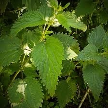 Urtica dioica