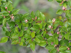 Cotoneaster divaricatus