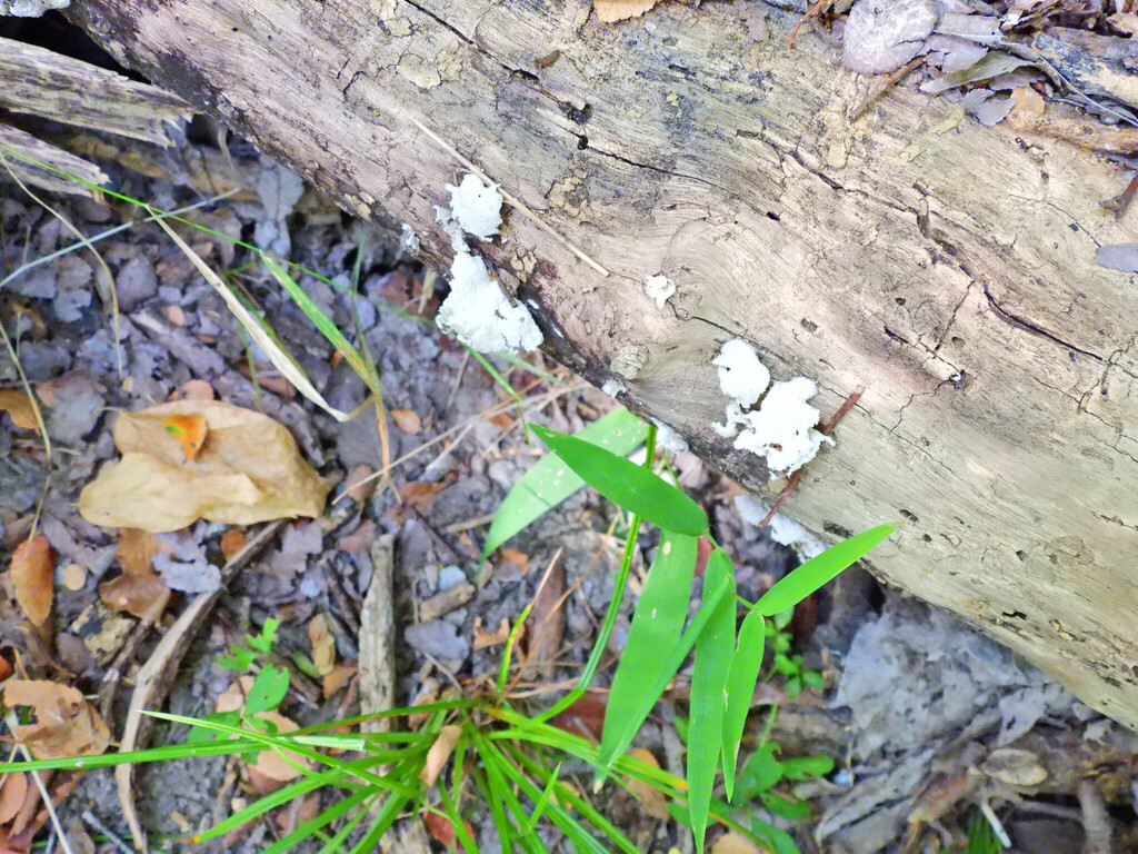 splitgill mushroom · August 2026 · photo: Photo: (c) Frankie Simmons, some rights reserved (CC BY) · iNaturalist