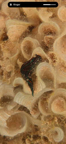 Chelidonura hirundinina observed 2026-08-07