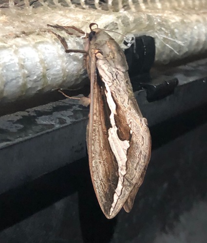 Labyrinthine Ghost Moth