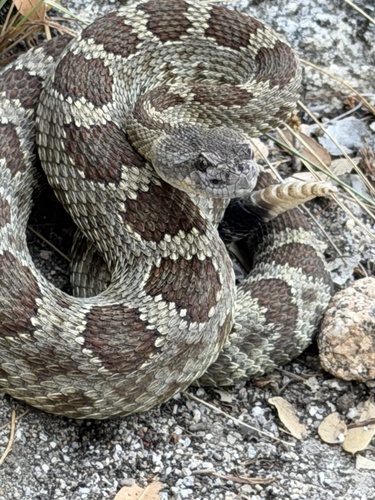 iNaturalist observation photo of Northern Pacific Rattlesnake