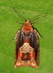Ancylis muricana