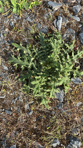 Bull Thistle